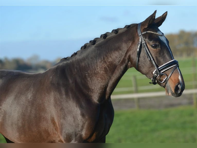 KWPN Giumenta 5 Anni 165 cm Baio scuro in GROTE-BROGEL