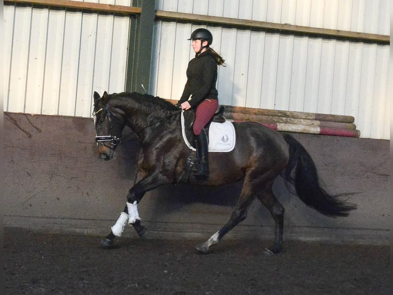 KWPN Giumenta 5 Anni 165 cm Baio scuro in GROTE-BROGEL