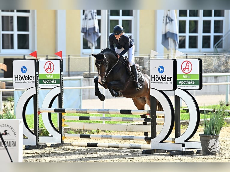 KWPN Giumenta 5 Anni 165 cm Baio scuro in Berg im Attergau