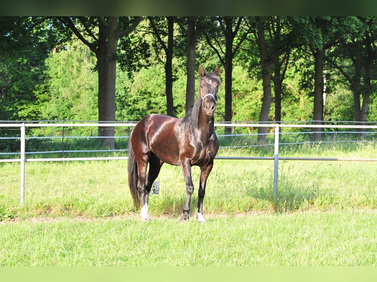 KWPN Giumenta 5 Anni 165 cm Baio scuro in Aalten