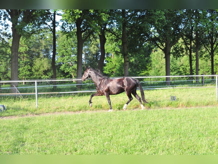 KWPN Giumenta 5 Anni 165 cm Baio scuro in Aalten