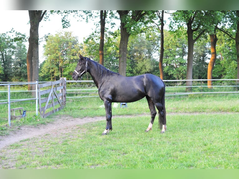 KWPN Giumenta 5 Anni 165 cm Baio scuro in Aalten