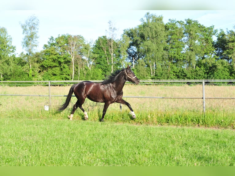 KWPN Giumenta 5 Anni 165 cm Baio scuro in Aalten