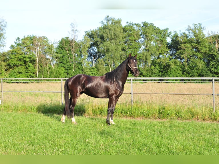 KWPN Giumenta 5 Anni 165 cm Baio scuro in Aalten