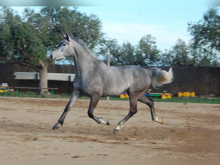 KWPN Giumenta 5 Anni 165 cm Grigio in Montbrio Del Camp