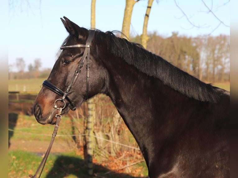 KWPN Giumenta 5 Anni 165 cm Morello in Wachtendonk