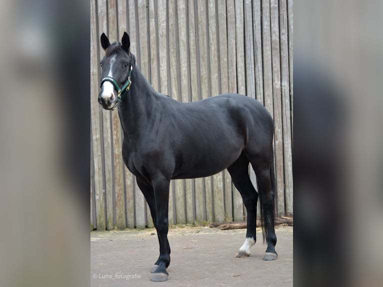KWPN Giumenta 5 Anni 165 cm Morello in Noordwijk