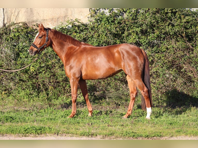 KWPN Giumenta 5 Anni 165 cm Sauro scuro in Porto