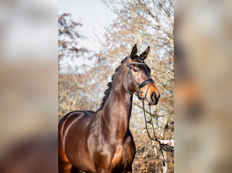 KWPN Giumenta 5 Anni 166 cm Baio in Wijk en Aalburg