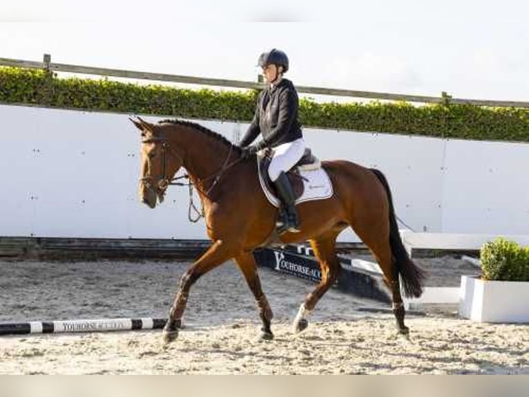 KWPN Giumenta 5 Anni 166 cm Baio in Waddinxveen