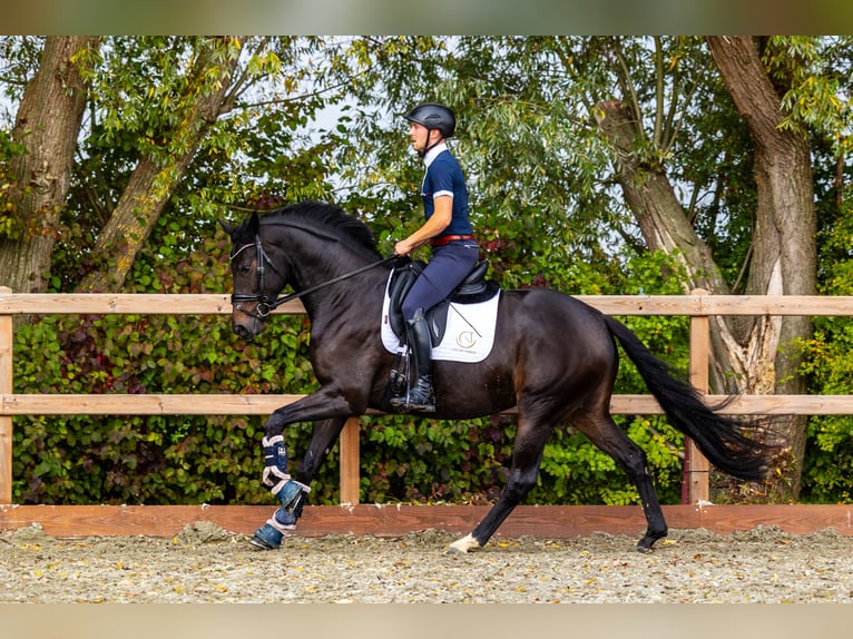 KWPN Giumenta 5 Anni 166 cm Baio nero in Eemnes