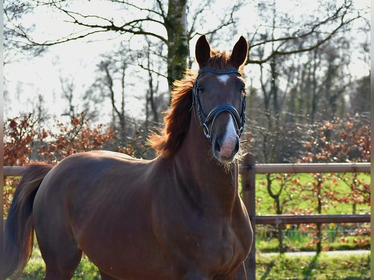 KWPN Giumenta 5 Anni 166 cm Sauro in Garyp