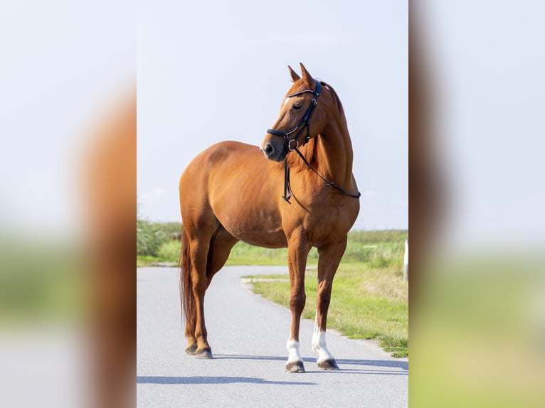 KWPN Giumenta 5 Anni 166 cm Sauro ciliegia in Schiedam