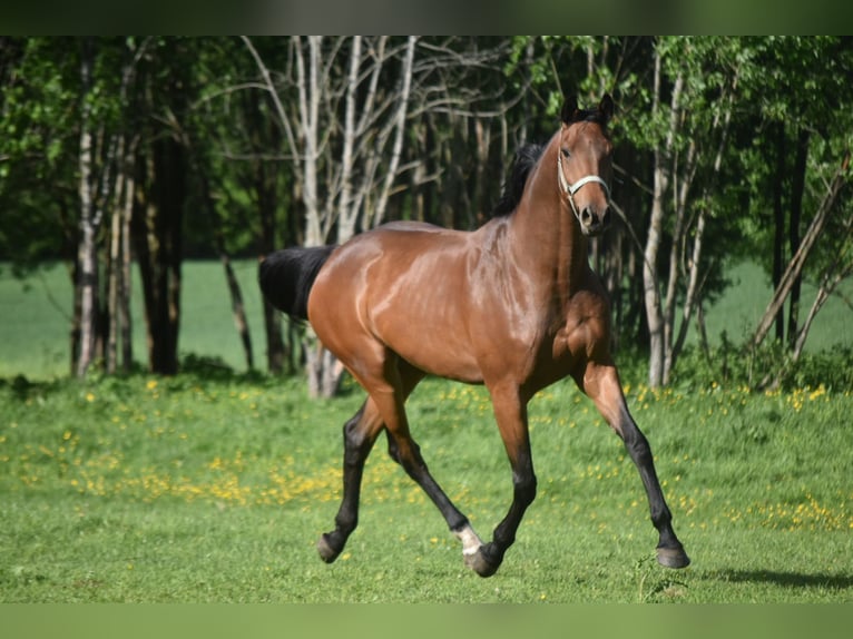 KWPN Mix Giumenta 5 Anni 167 cm Baio in Erastvere