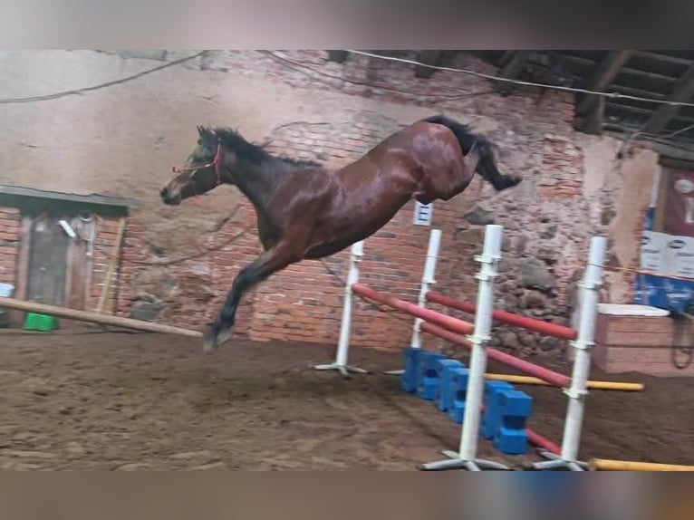 KWPN Mix Giumenta 5 Anni 167 cm Baio in Erastvere