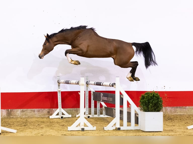 KWPN Giumenta 5 Anni 167 cm Baio in Waddinxveen