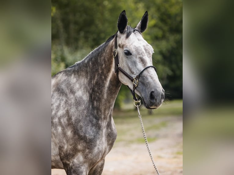 KWPN Giumenta 5 Anni 167 cm Grigio in Ostroróg