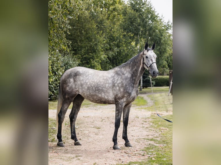 KWPN Giumenta 5 Anni 167 cm Grigio in Ostroróg