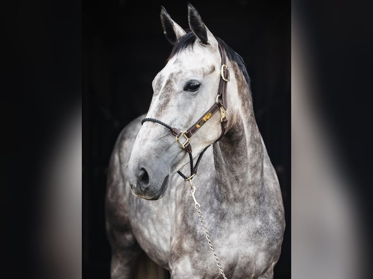 KWPN Giumenta 5 Anni 167 cm Grigio in Ostroróg