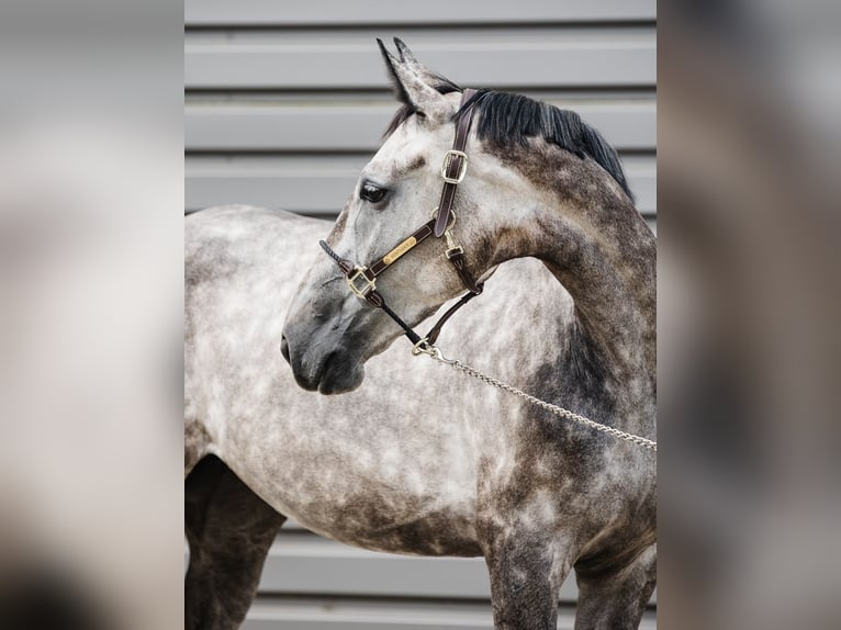 KWPN Giumenta 5 Anni 167 cm Grigio in Ostroróg