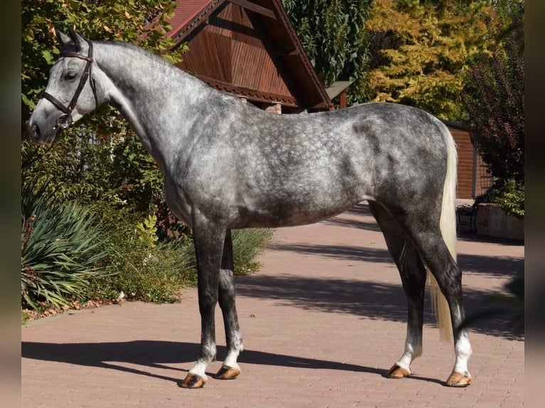KWPN Giumenta 5 Anni 167 cm Grigio in Murska Soboda