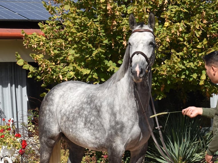 KWPN Giumenta 5 Anni 167 cm Grigio in Murska Soboda