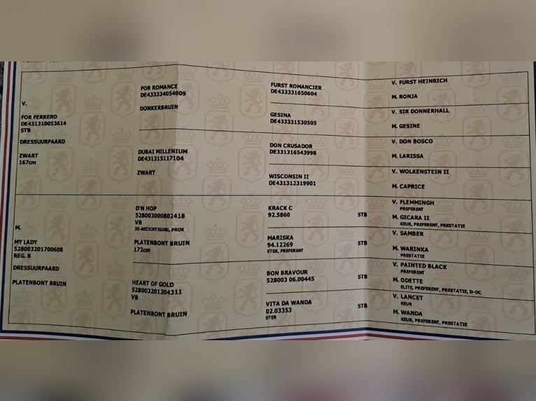 KWPN Giumenta 5 Anni 167 cm Pezzato in Loipersbach im Burgenland