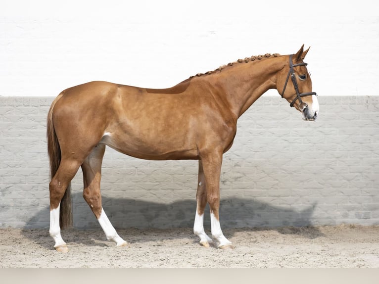 KWPN Giumenta 5 Anni 167 cm Sauro in Heerde