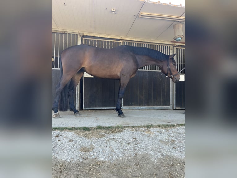 KWPN Giumenta 5 Anni 168 cm Baio in Barcelona