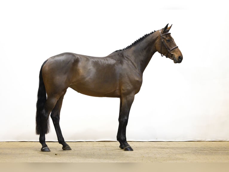 KWPN Giumenta 5 Anni 168 cm Baio in Waddinxveen