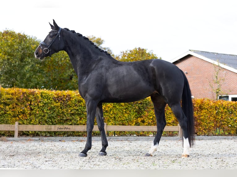KWPN Giumenta 5 Anni 168 cm Baio nero in Goch