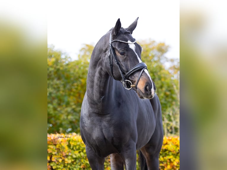 KWPN Giumenta 5 Anni 168 cm Baio nero in Goch