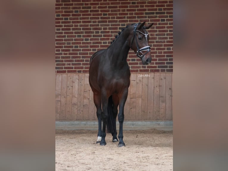 KWPN Giumenta 5 Anni 168 cm Baio scuro in Goch