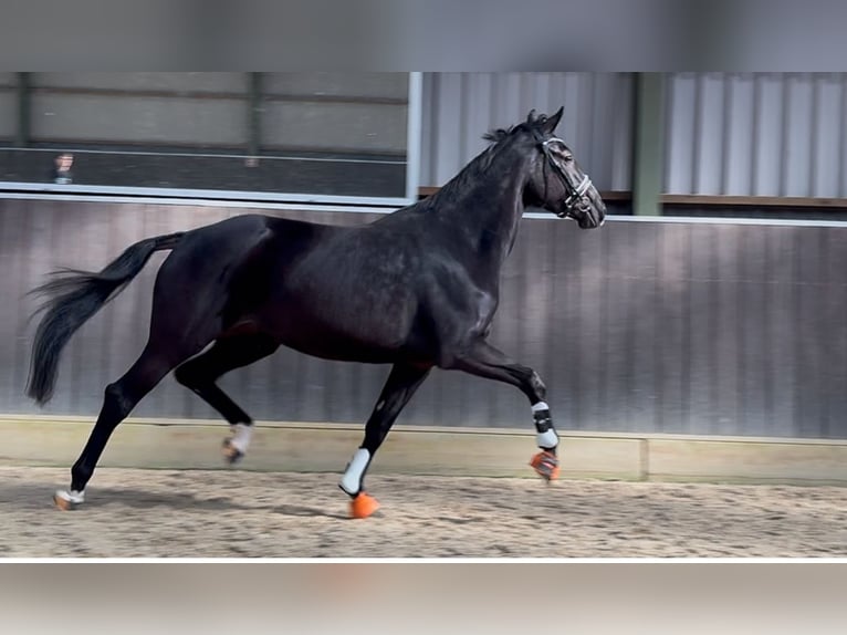 KWPN Giumenta 5 Anni 168 cm Baio scuro in Wapenveld