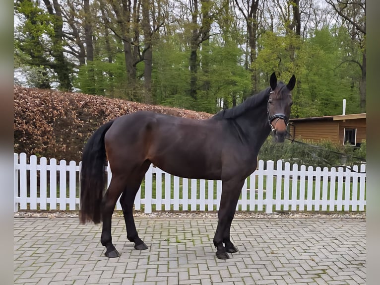 KWPN Giumenta 5 Anni 168 cm Baio scuro in Nordwalde