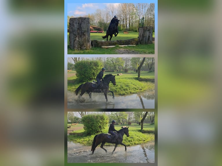 KWPN Giumenta 5 Anni 168 cm Baio scuro in Nordwalde