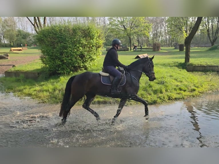 KWPN Giumenta 5 Anni 168 cm Baio scuro in Nordwalde