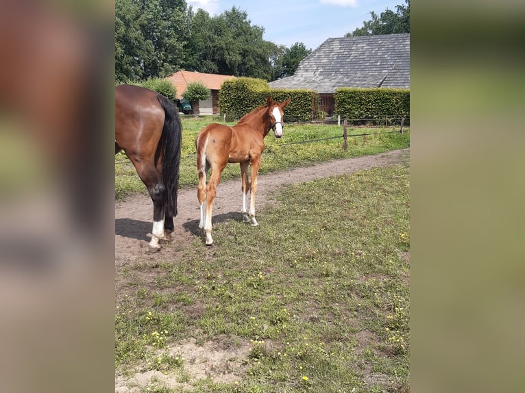 KWPN Giumenta 5 Anni 168 cm Sauro in Raalte