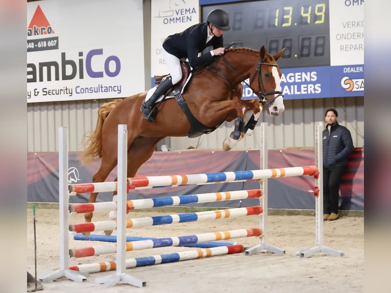 KWPN Giumenta 5 Anni 168 cm Sauro in Raalte