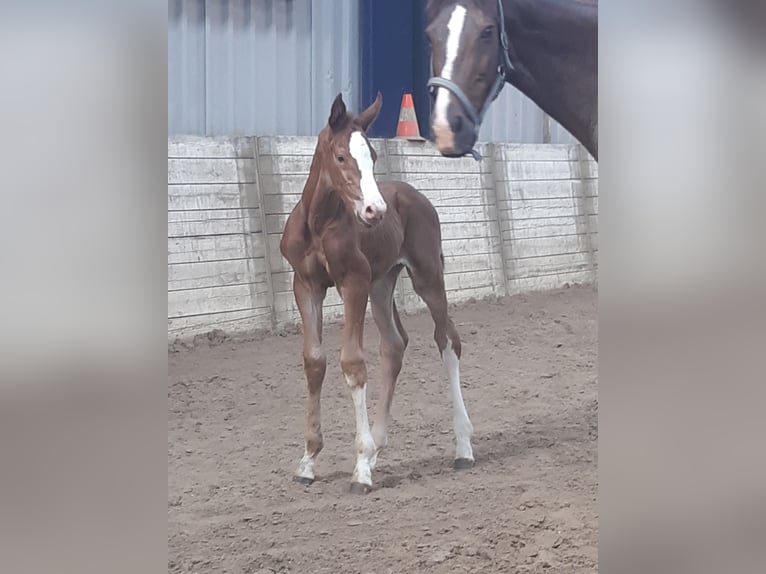 KWPN Giumenta 5 Anni 168 cm Sauro in Raalte