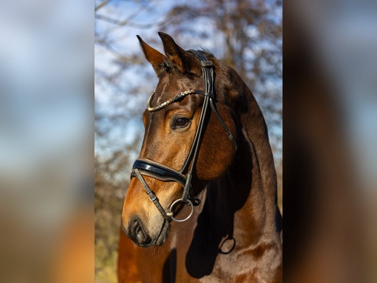 KWPN Giumenta 5 Anni 169 cm Baio in Rosenheim