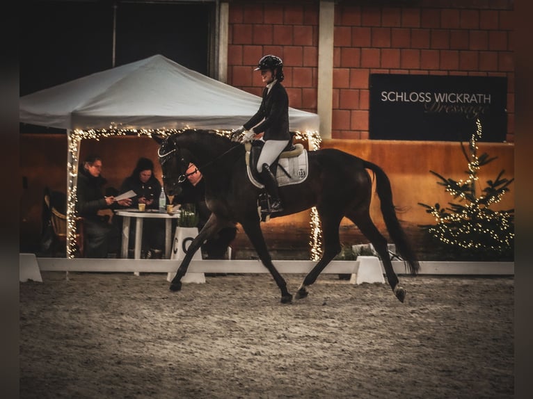 KWPN Giumenta 5 Anni 169 cm Baio nero in Nettersheim