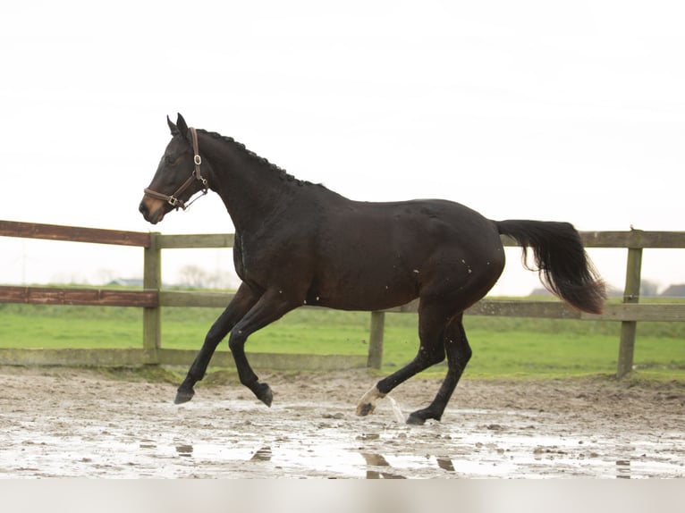 KWPN Giumenta 5 Anni 170 cm Baio in Harlingen