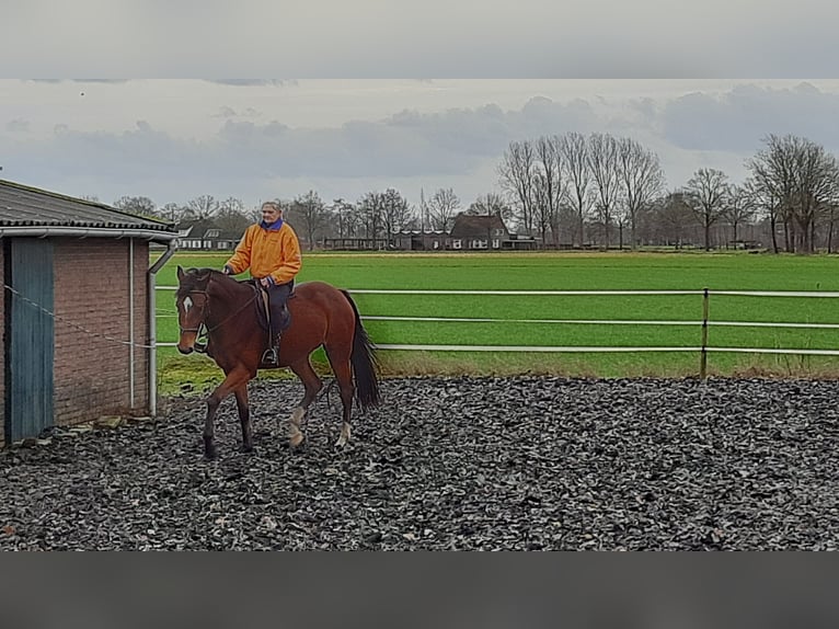 KWPN Giumenta 5 Anni 170 cm Baio in Hilvarenbeek