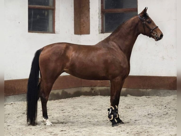 KWPN Giumenta 5 Anni 170 cm Baio in Békéscsaba