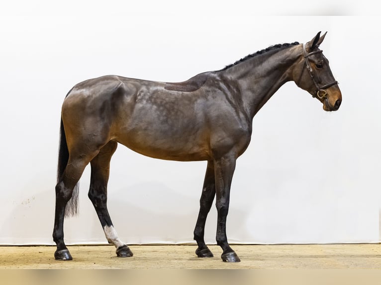 KWPN Giumenta 5 Anni 170 cm Baio in Waddinxveen