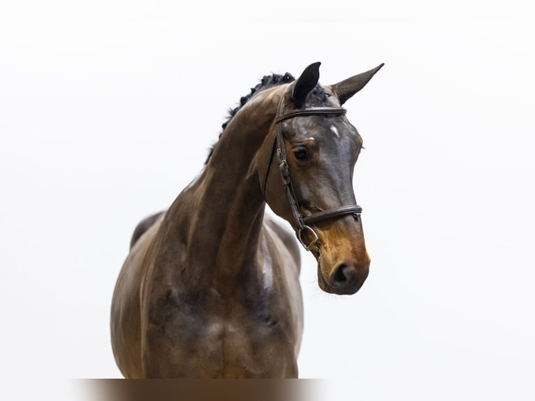 KWPN Giumenta 5 Anni 170 cm Baio in Waddinxveen