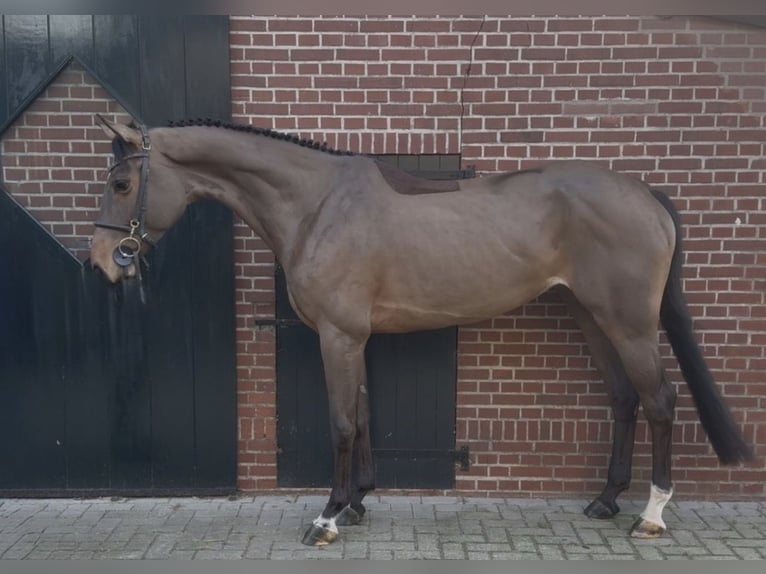 KWPN Giumenta 5 Anni 170 cm Baio ciliegia in Cardedeu