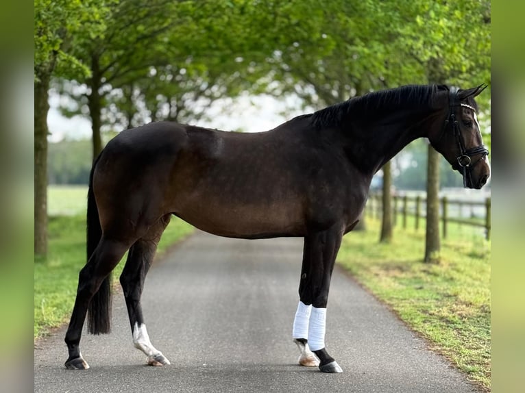 KWPN Giumenta 5 Anni 170 cm Baio scuro in Haaksbergen