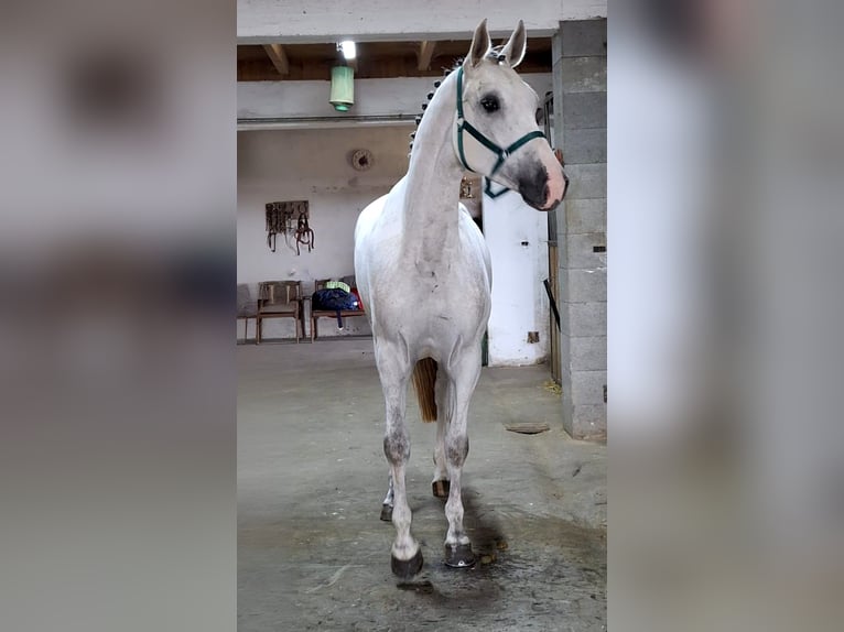 KWPN Giumenta 5 Anni 170 cm Bianco in Békésszentandrás